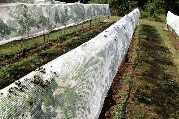 Insect Japanese Beetles Nets