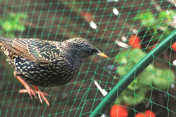 HDPE Anti Bird Net