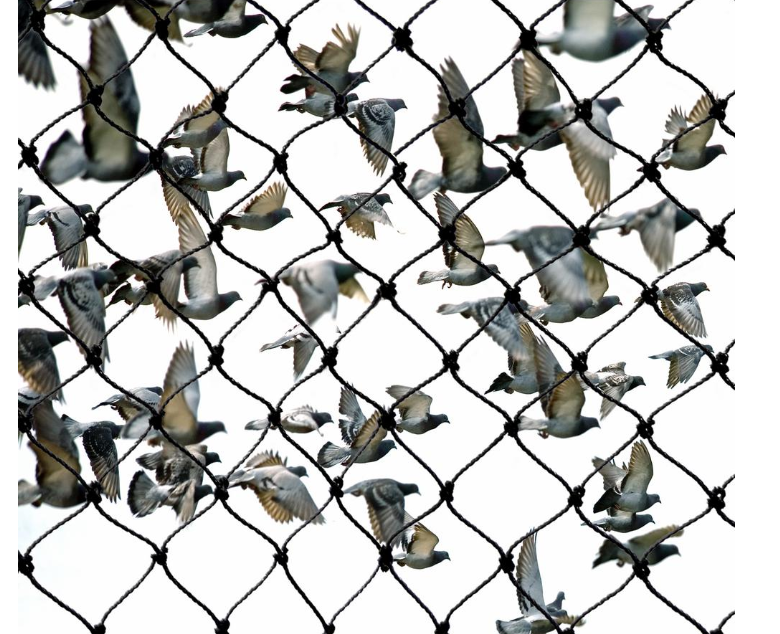 How does bird netting work? - Weihai Huaxing Nets Co Ltd