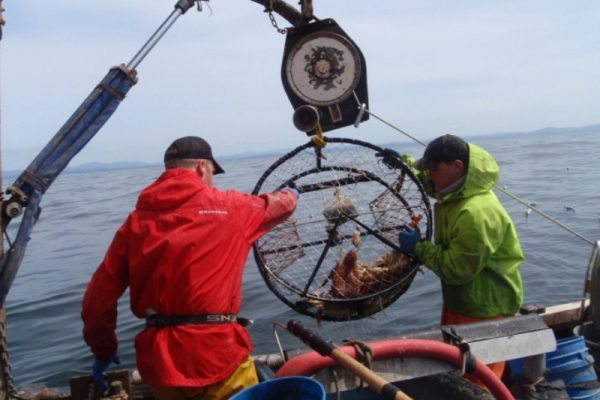 Crab trap , crab lobster trap , fishing net factory