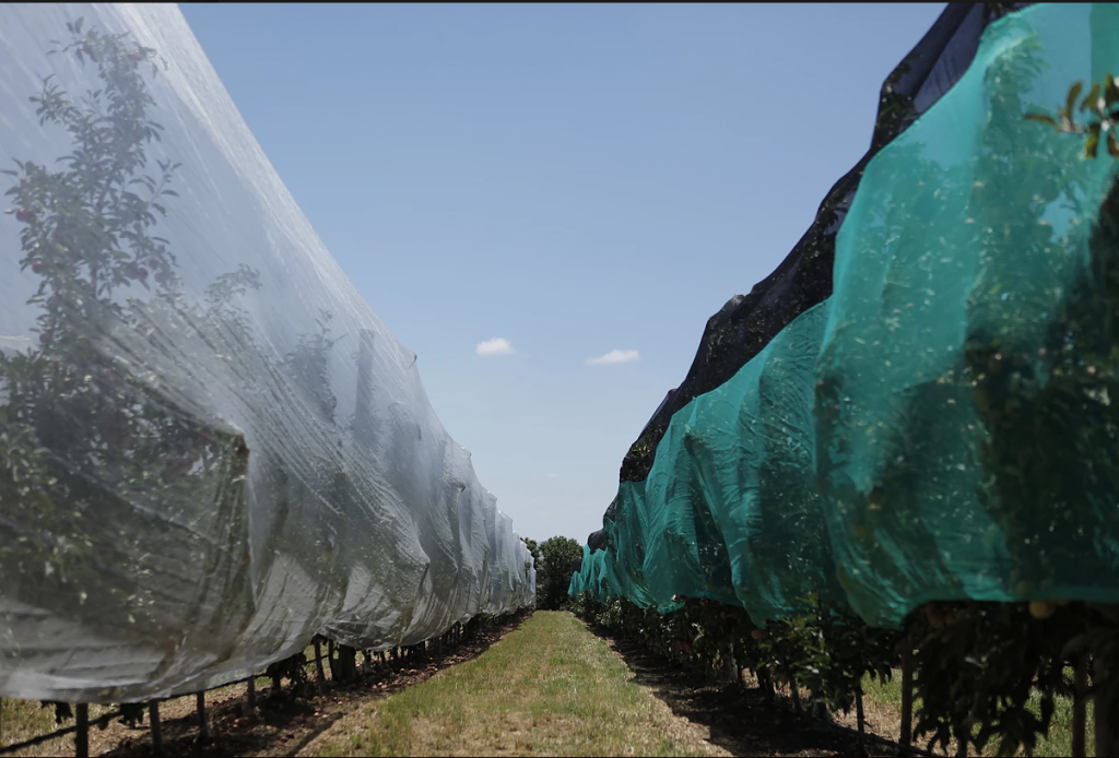 anti-insects-netting-weihai-huaxing-nets-co-ltd