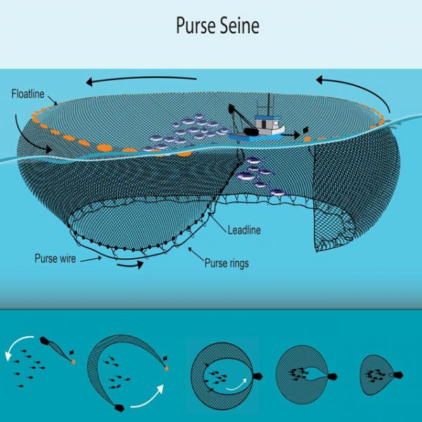 Tuna Cage Nets Purse Seine Fishing